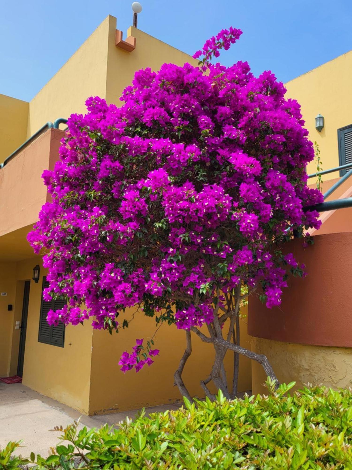 Casa Del Caballero Corralejo Ngoại thất bức ảnh